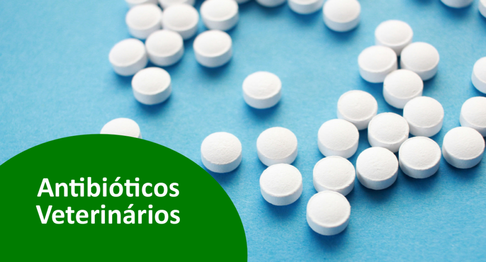 Antibióticos veterinários: saiba mais sobre essa medicação