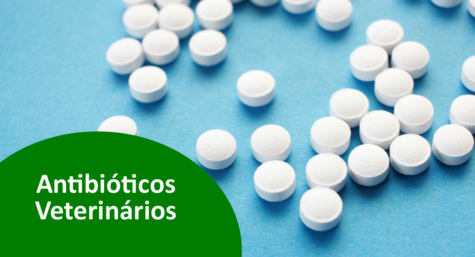 Antibióticos veterinários: saiba mais sobre essa medicação