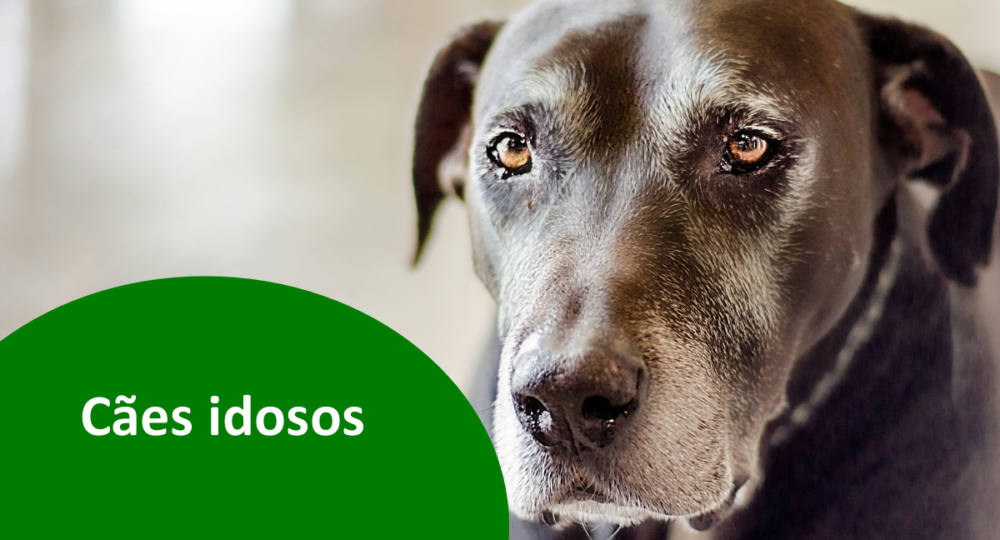 Cães idosos: 4 cuidados essenciais nesta fase da vida