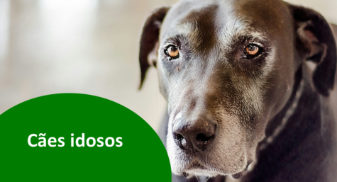 Cães idosos: 4 cuidados essenciais nesta fase da vida