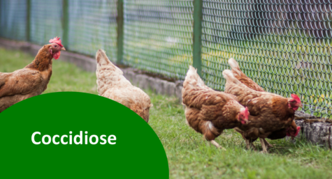 Coccidiose: essa doença pode prejudicar o desenvolvimento de suas aves