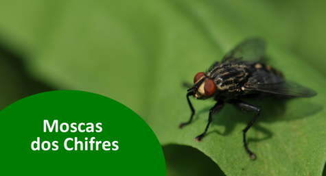 Como combater as moscas-dos-chifres dos animais