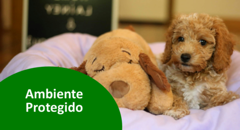 4 formas de manter o ambiente do seu pet limpo e protegido
