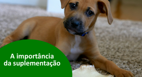 O que é suplementação animal?