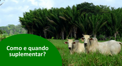 Suplementação para bovinos: veja como e quando