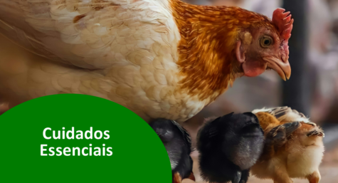 Cuidados essenciais para a saúde das aves