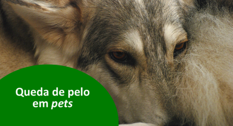 Principais causas da queda de pelo em cães e gatos