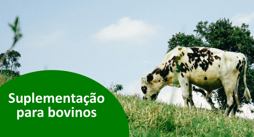 Suplemento mineral para bovinos: o que é e para que serve