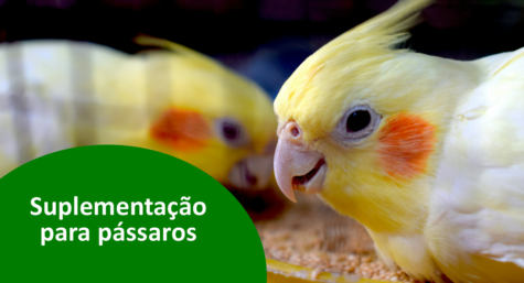 Suplementos eficazes para pássaros 