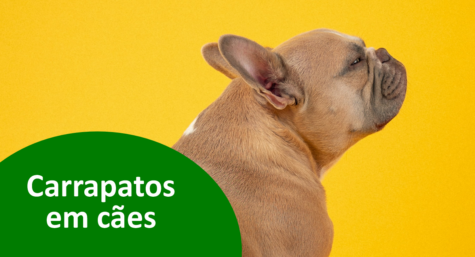 Como acabar com carrapato no cachorro de forma eficaz?