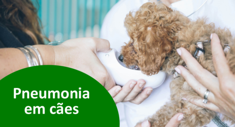 Cachorro com pneumonia: conheça os sintomas, causas e qual o tratamento ideal
