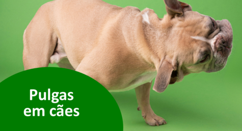 Como acabar com pulgas de cachorro de forma eficaz?