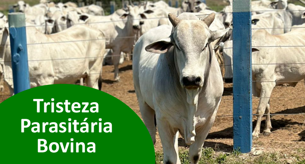 Tristeza Parasitária Bovina: causas, sintomas e como tratar corretamente