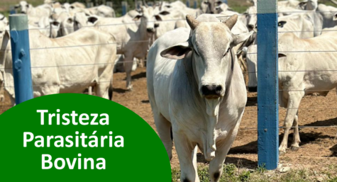 Tristeza Parasitária Bovina: causas, sintomas e como tratar corretamente
