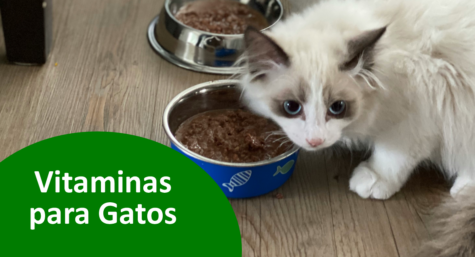 Vitaminas para gatos: conheça a importância delas e de outros nutrientes essenciais