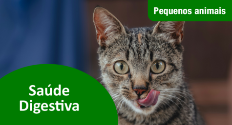 A importância da Saúde Digestiva para os pets