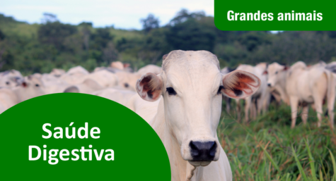 A importância da Saúde Digestiva para os animais de produção