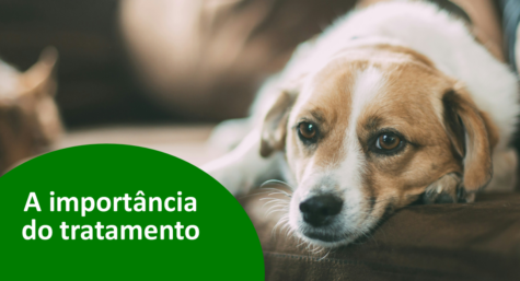 Antibiótico para cachorro: A importância de seguir o tratamento