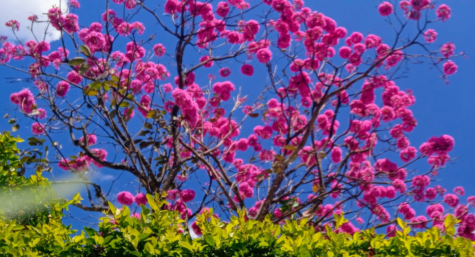 Primavera Indubras