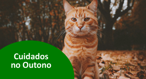 Outono: cuidados com cães e gatos