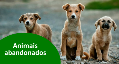 4 de abril: dia mundial dos animais de rua
