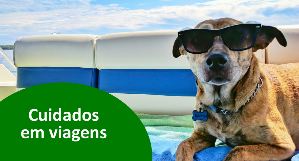 Cuidados com os animais em viagens