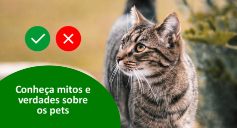 Conheça mitos e verdades sobre os pets