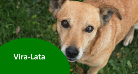 31 de julho: dia do vira-lata (SRD)