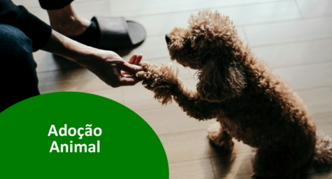 Dia da Adoção Animal