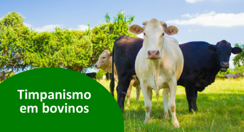 Timpanismo em bovinos: conheça as principais causas e opções de tratamento