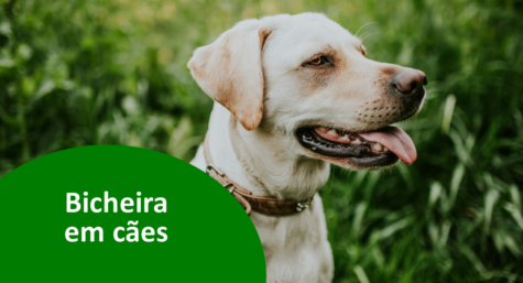 Bicheira em cachorro: causas, sintomas e tratamento