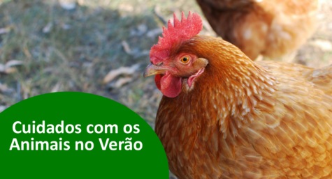 Cuidados com os animais no Verão