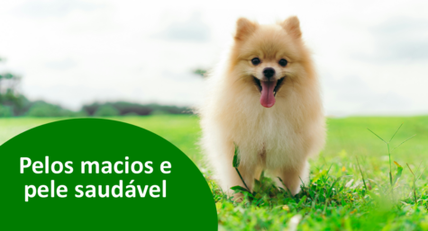 Suplementação pet: a aliada para pelos macios e pele saudável