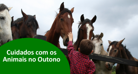 Cuidados com os animais no outono: equinos, bovinos, suínos e aves