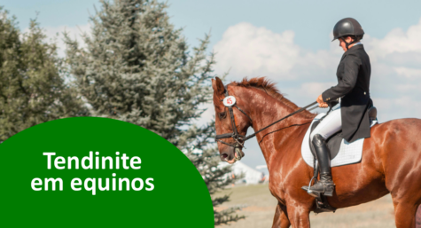 Tendinite em equinos: sintomas, causas e tratamento