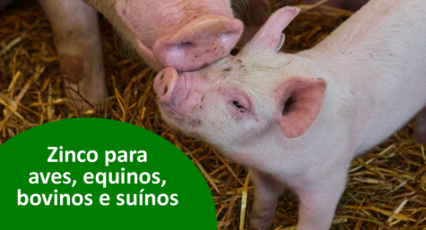 Zinco: saiba por que esse mineral é essencial