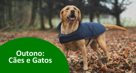 Cuidados no outono: cães e gatos