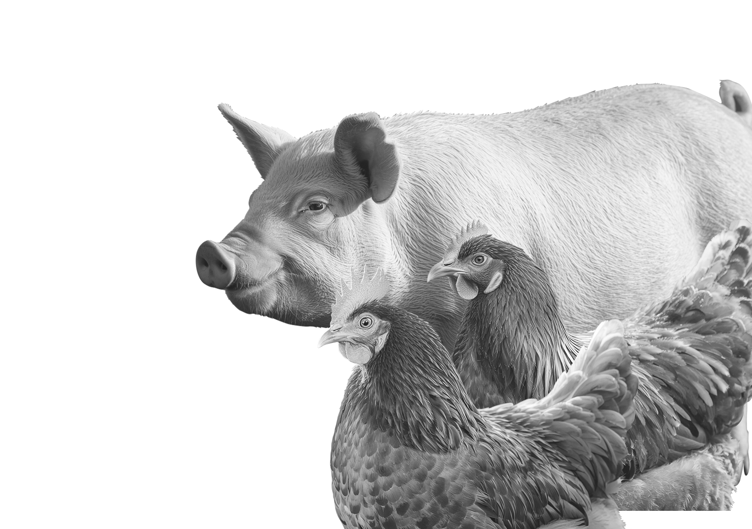 PORCO E GALINHAS EDIÇÃO
